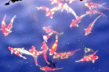 小錦鯉&ldquo;游&rdquo;出大產(chǎn)業(yè)