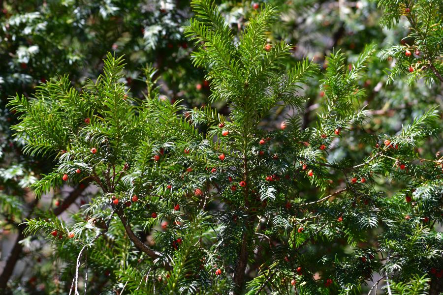 時(shí)隔40多年，我國再度發(fā)現(xiàn)珍稀瀕危植物密葉紅豆杉種群