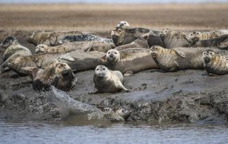 斑海豹洄游棲息遼河入?？? />  
<div>斑海豹洄游棲息遼河入?？?/div>
</a> 
</div>
<div   id=