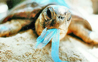 你隨手一扔，也許就毀掉它們的一生！